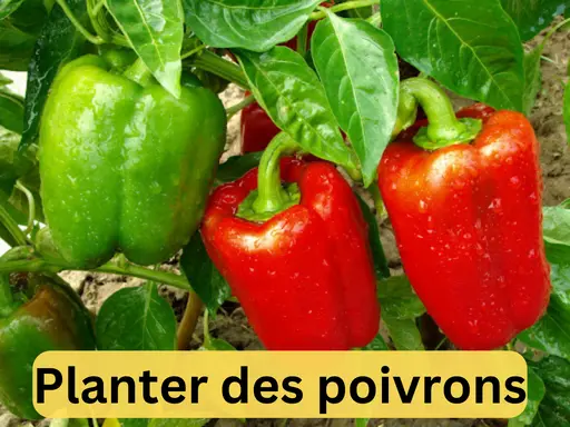 Planter-des-poivrons