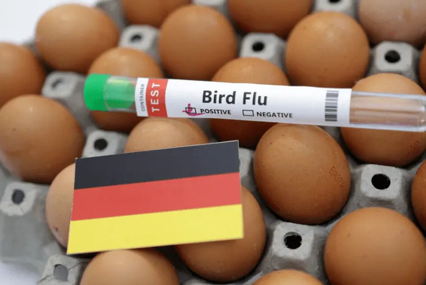 La-grippe-aviaire-se-propage-a-davantage-danimaux-delevag