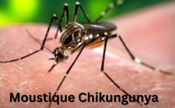 Qu'est-ce que la moustique chikungunya et dois-je m'inquiéter ?